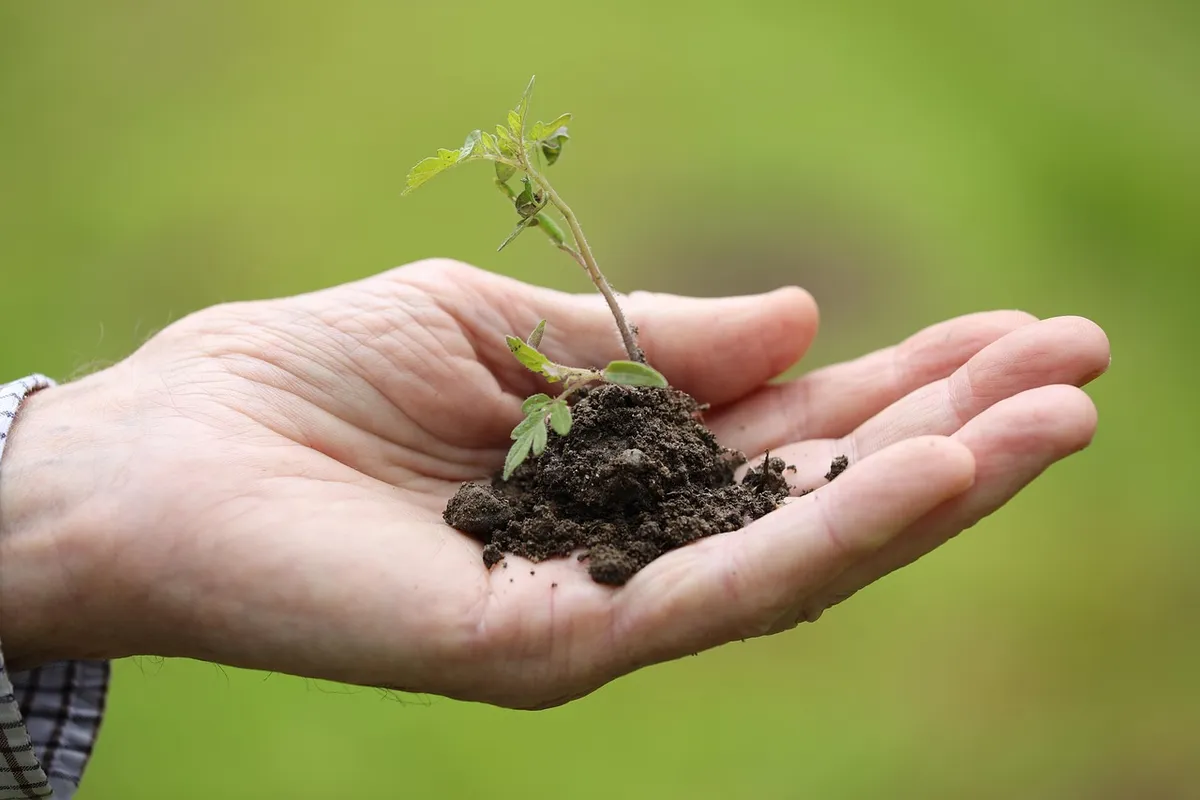 植え付け、移植、チェリートマト、春、季節、自然、植物、ガーデン、植物、植物、植物、植物
