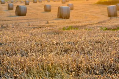 Harvest Festival Guide: How Urbanization Changes Tradition 1
